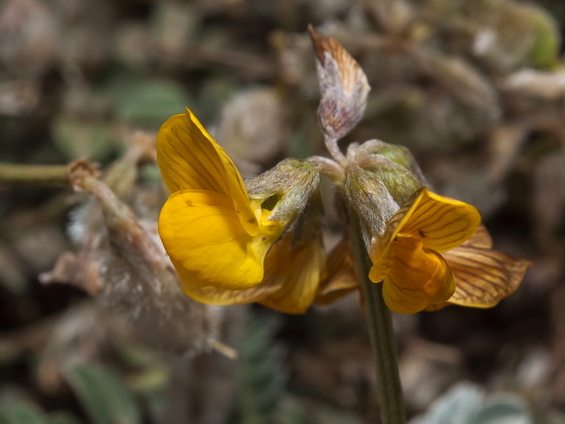 Hippocrepis castroviejoi.07