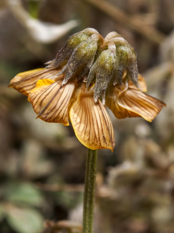 Hippocrepis castroviejoi.12