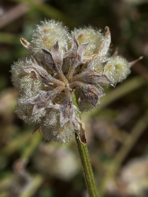 Hippocrepis castroviejoi.18