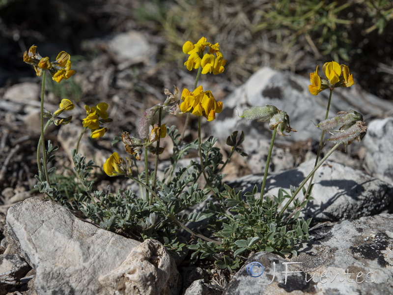 Hippocrepis castroviejoi.03