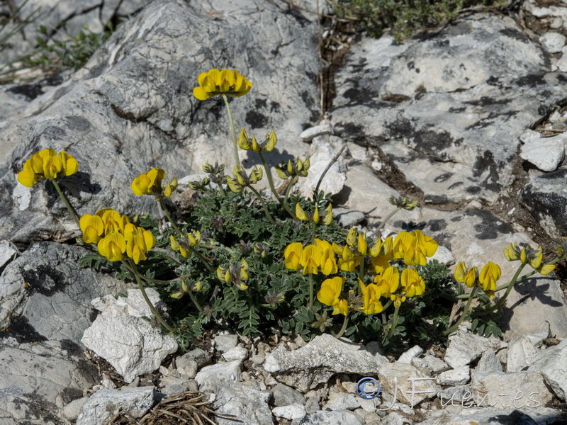Hippocrepis castroviejoi.01