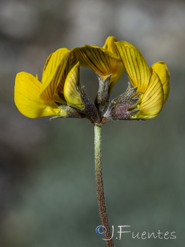 Hippocrepis castroviejoi.23
