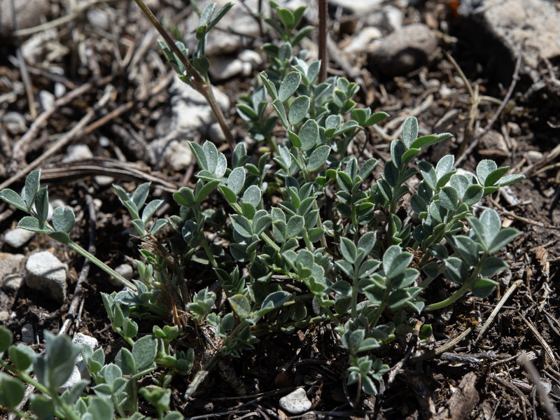Hippocrepis castroviejoi.27