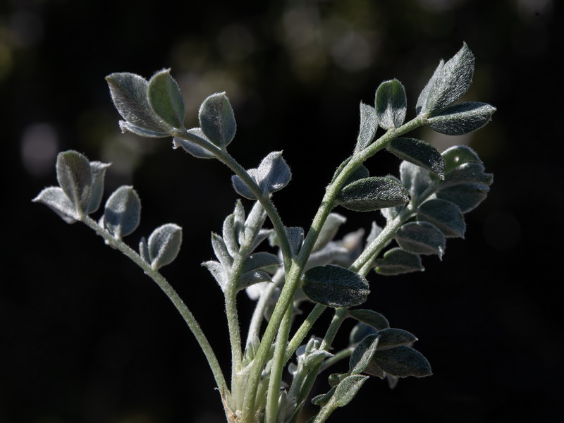 Hippocrepis castroviejoi.28
