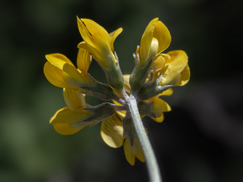 Hippocrepis castroviejoi.30
