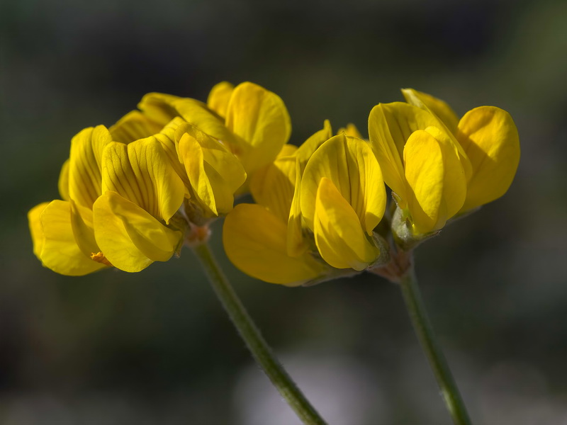 Hippocrepis castroviejoi.32