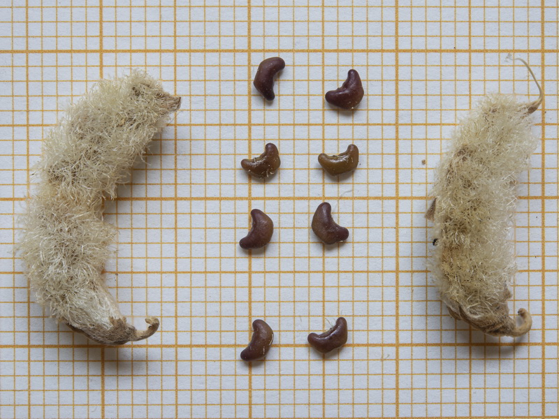 Hippocrepis castroviejoi