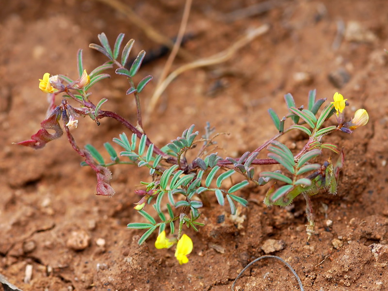 Hippocrepis ciliata.01