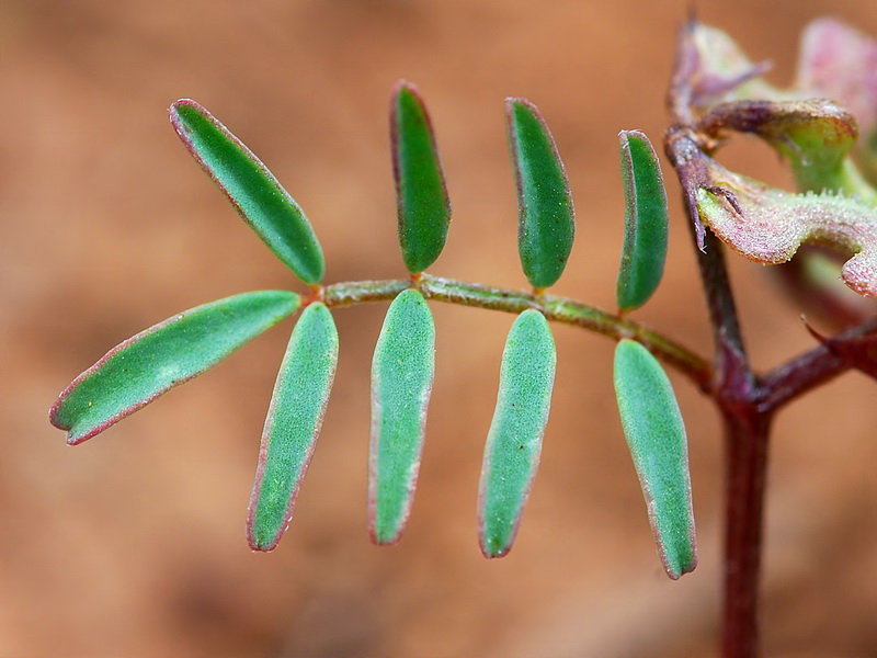 Hippocrepis ciliata.02