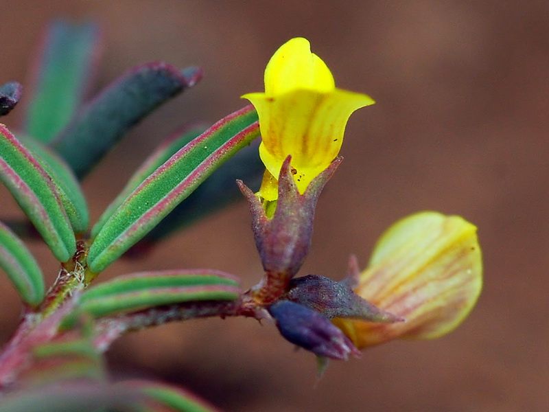 Hippocrepis ciliata.06