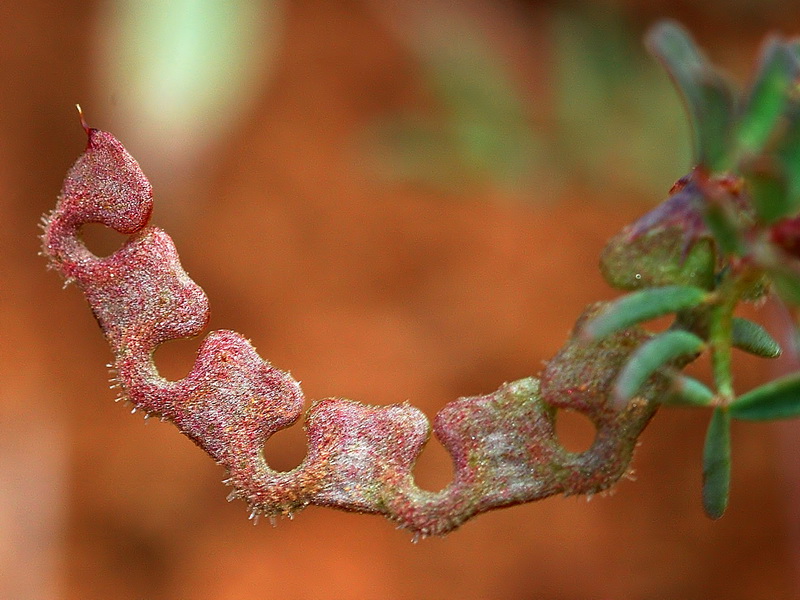 Hippocrepis ciliata.09