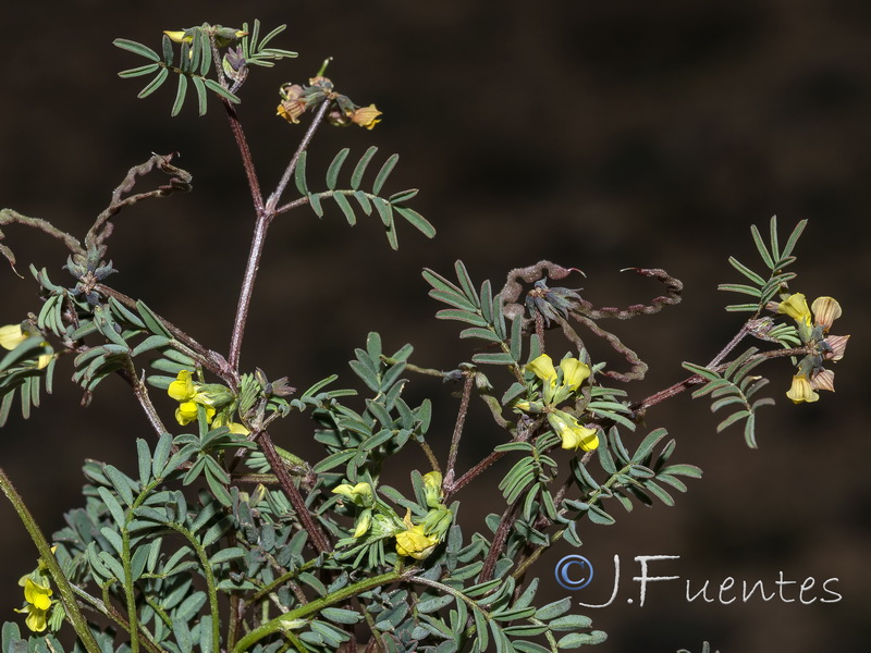 Hippocrepis ciliata.10