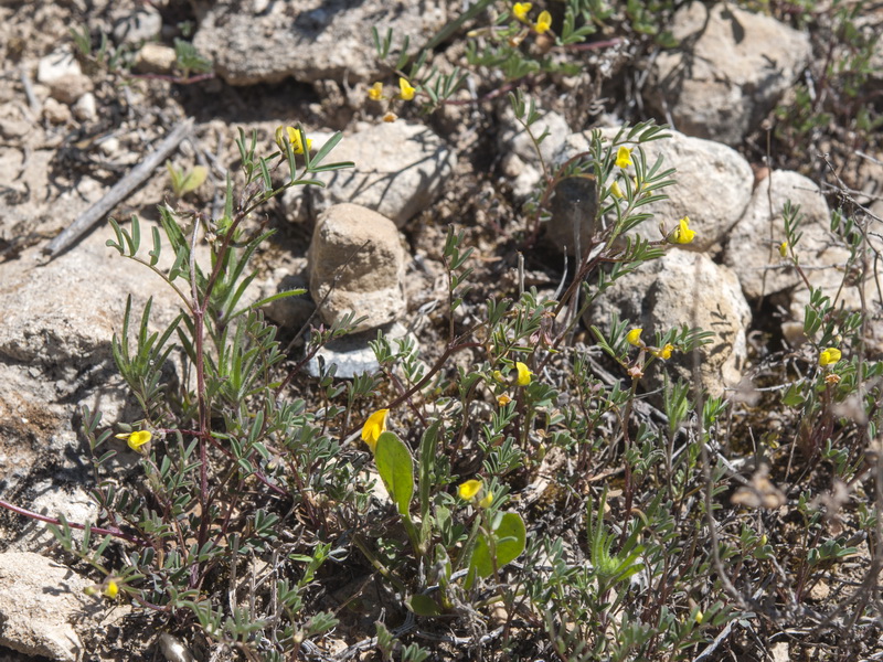 Hippocrepis ciliata.11