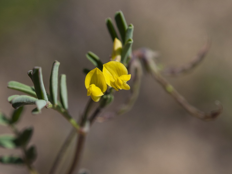 Hippocrepis ciliata.14