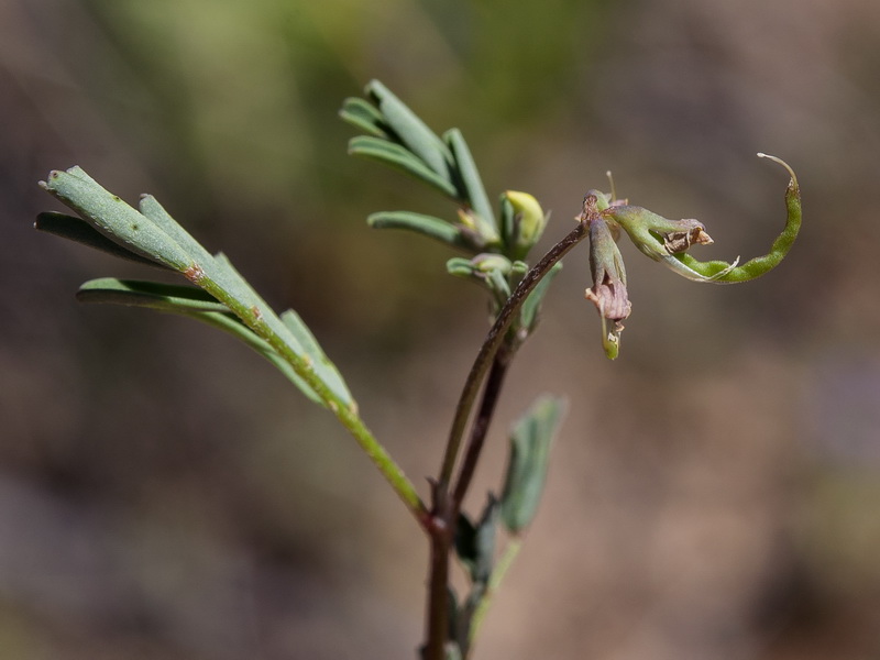 Hippocrepis ciliata.15