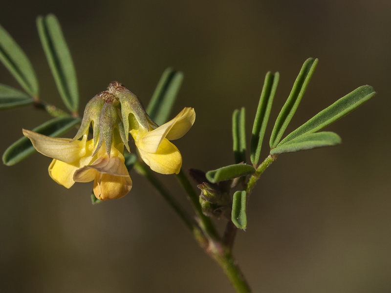 Hippocrepis ciliata.16