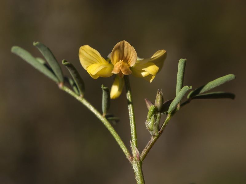 Hippocrepis ciliata.17