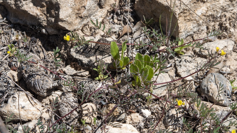 Hippocrepis ciliata.18