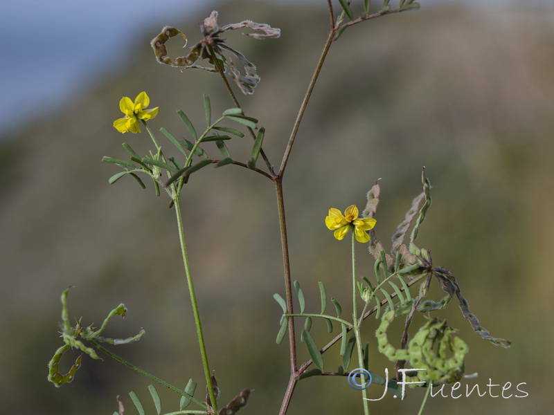 Hippocrepis ciliata.21