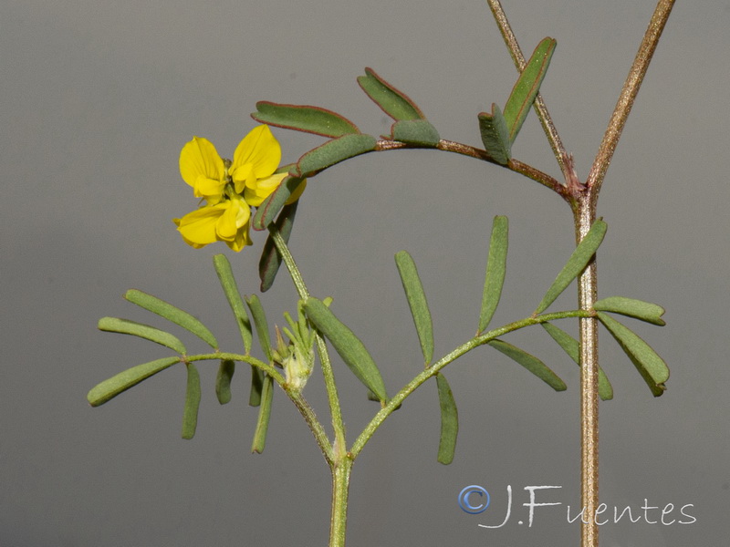 Hippocrepis ciliata.23