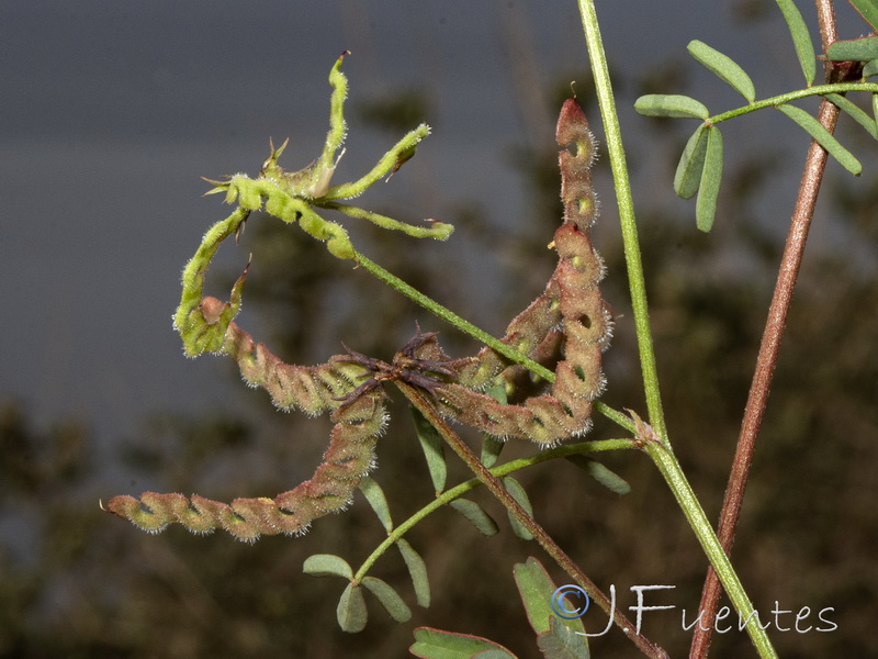 Hippocrepis ciliata.24