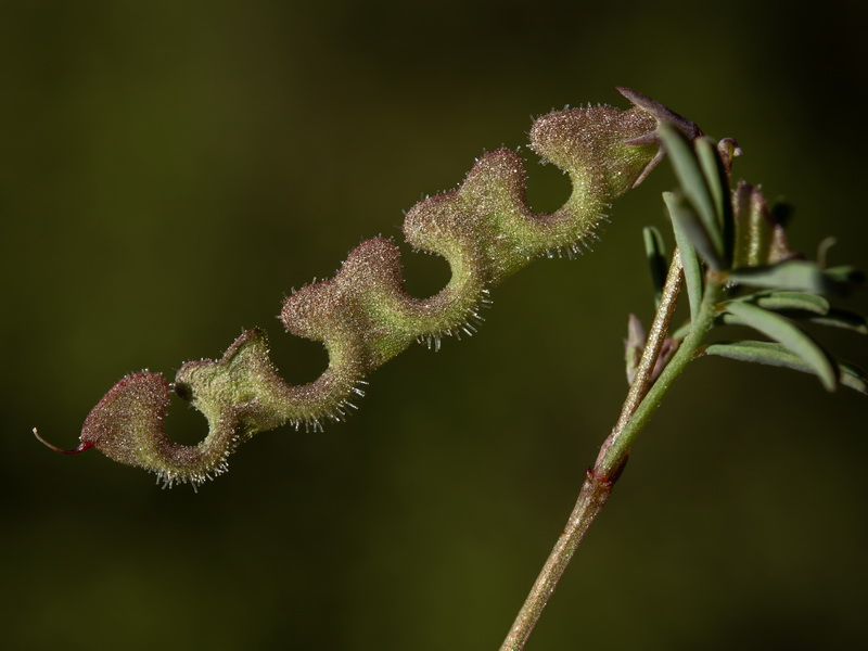 Hippocrepis ciliata.09