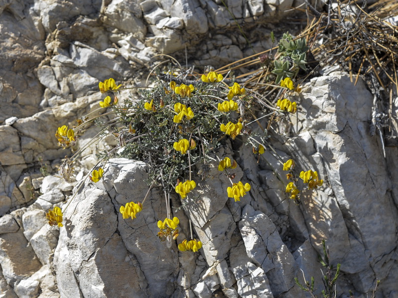 Hippocrepis eriocarpa.01