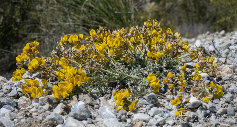 Hippocrepis eriocarpa.13