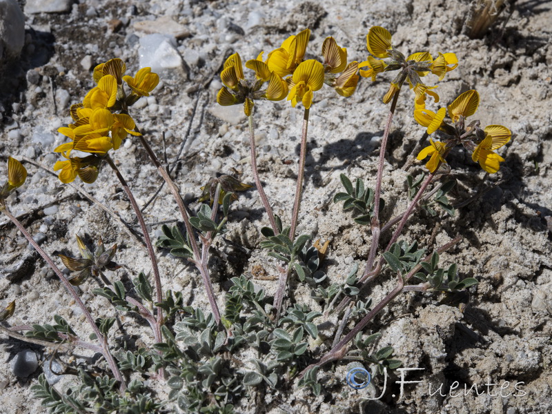 Hippocrepis eriocarpa.20