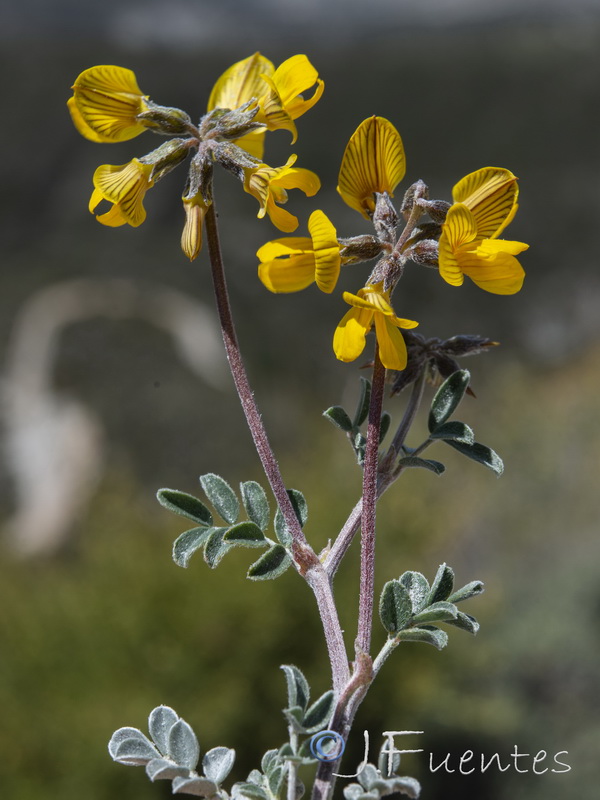 Hippocrepis eriocarpa.21