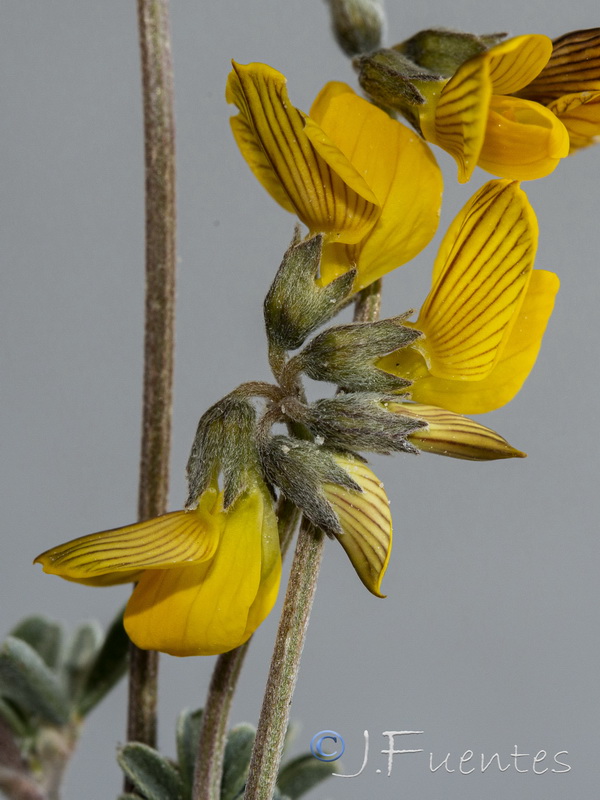 Hippocrepis eriocarpa.23