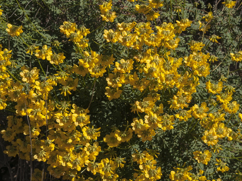 Hippocrepis fruticescens.01