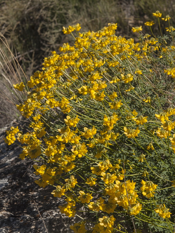 Hippocrepis fruticescens.02