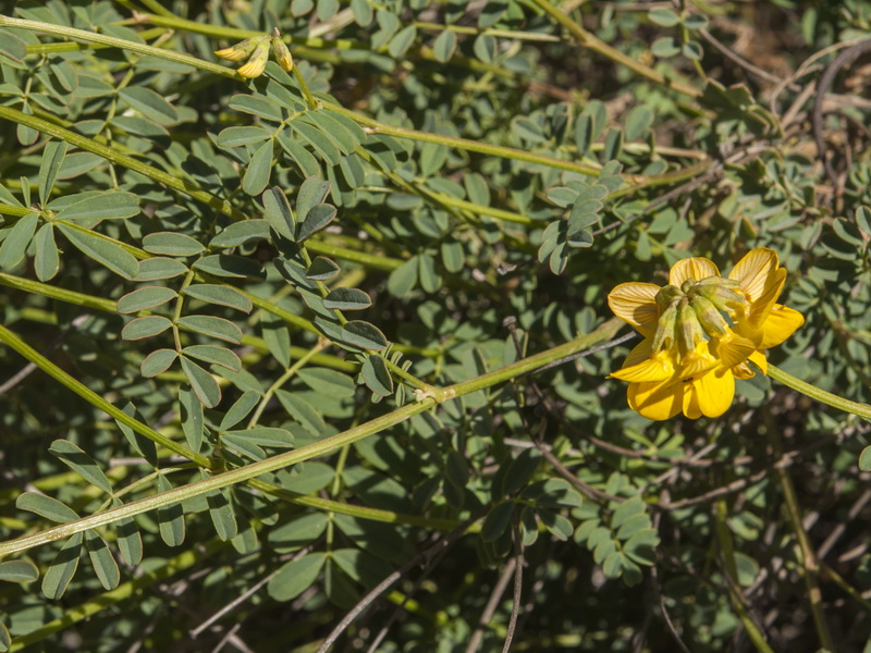 Hippocrepis fruticescens.03