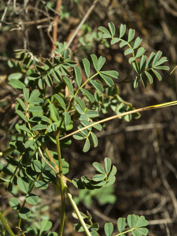 Hippocrepis fruticescens.04