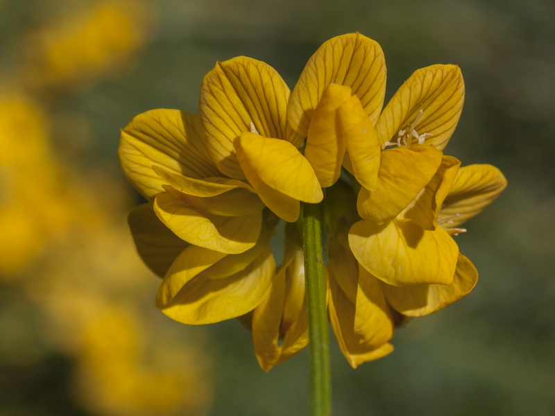 Hippocrepis fruticescens.06