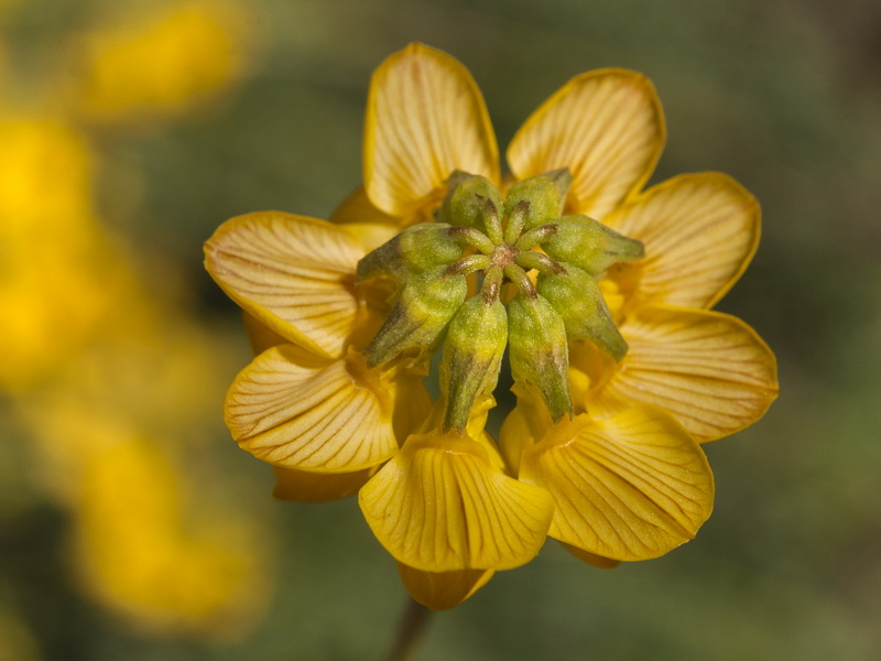 Hippocrepis fruticescens.07