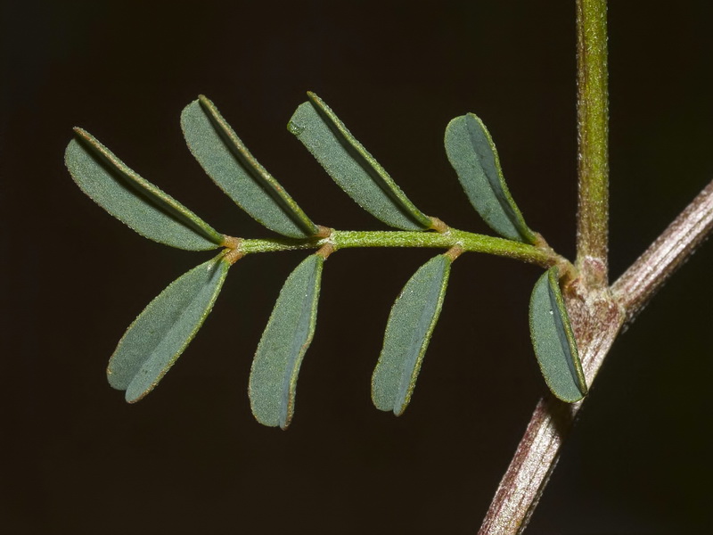 Hippocrepis multisiliquosa.01