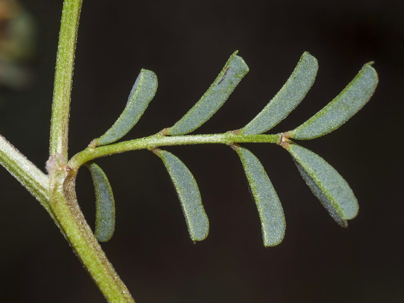 Hippocrepis multisiliquosa.02