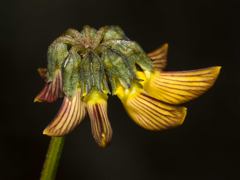 Hippocrepis multisiliquosa.03