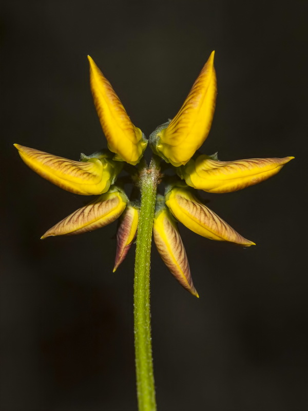 Hippocrepis multisiliquosa.04