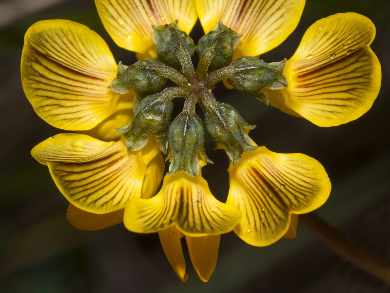 Hippocrepis multisiliquosa.05