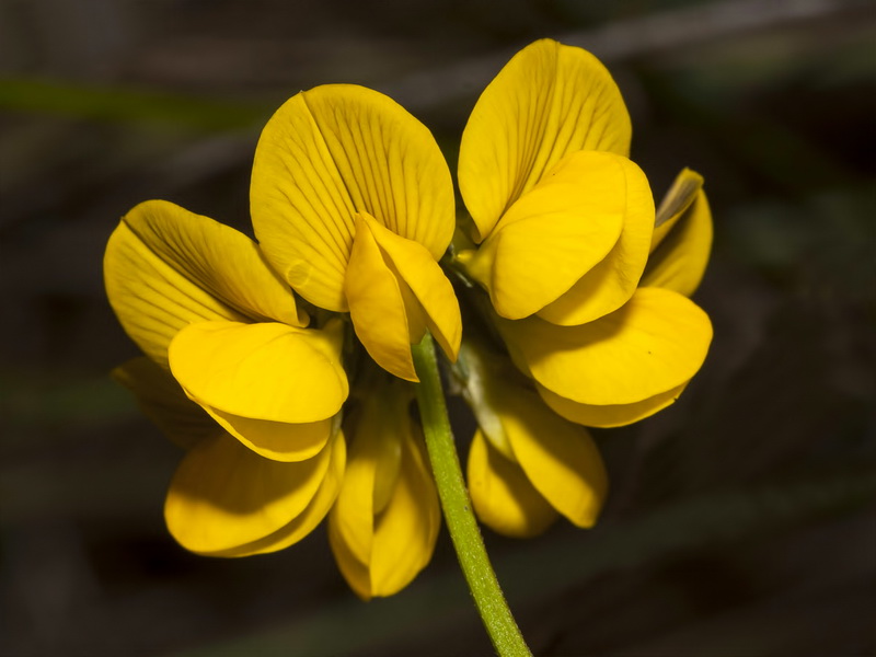 Hippocrepis multisiliquosa.07