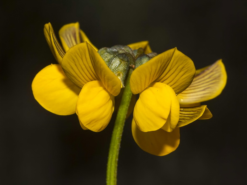 Hippocrepis multisiliquosa.08