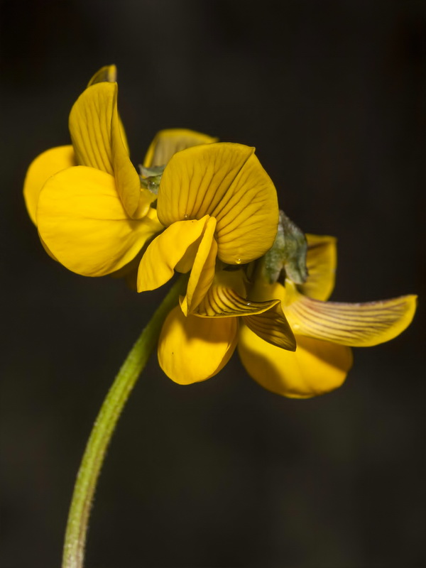 Hippocrepis multisiliquosa.09