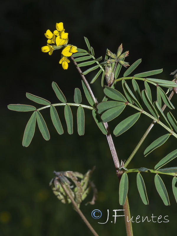 Hippocrepis multisiliquosa.12