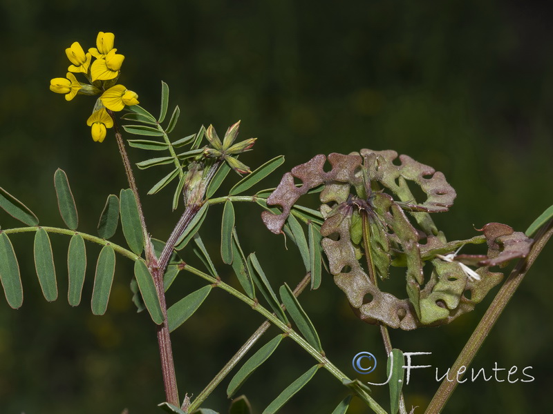 Hippocrepis multisiliquosa.13