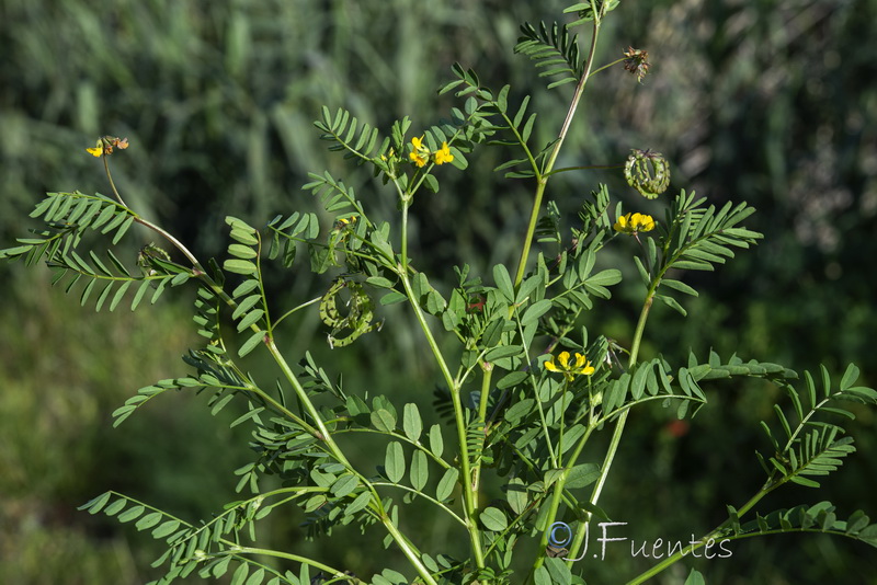 Hippocrepis multisiliquosa.16