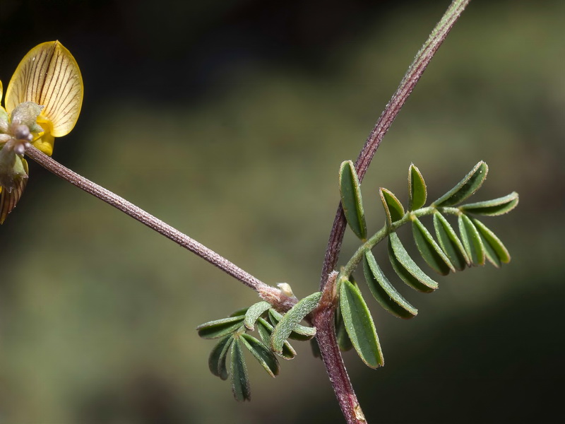Hippocrepis nevadensis.07