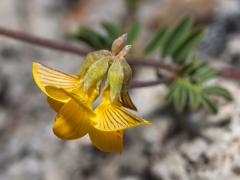 Hippocrepis nevadensis.09